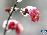  踏雪寻梅