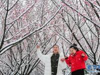  踏雪寻梅