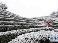  雪里“红”