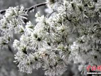  贵州树木开冰花 远望似“千树万树梨花开”