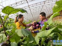  河北乐亭打造华北错季蔬菜供应基地