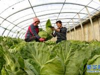  河北乐亭打造华北错季蔬菜供应基地