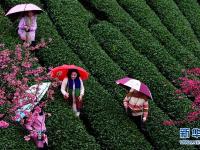  福建：茶园樱花绿映红