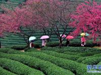  福建：茶园樱花绿映红