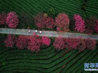  福建：茶园樱花绿映红