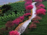  福建：茶园樱花绿映红