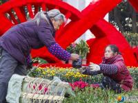 花团锦簇迎新春 10万盆鲜花扮靓宝庆街头