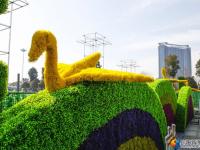 花团锦簇迎新春 10万盆鲜花扮靓宝庆街头