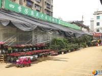 邵阳：鲜花扮靓佳节