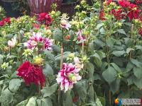邵阳：鲜花扮靓佳节