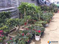 邵阳：鲜花扮靓佳节