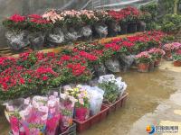 邵阳：鲜花扮靓佳节