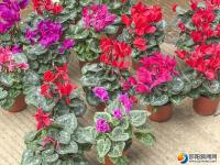 邵阳：鲜花扮靓佳节