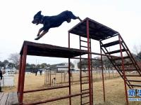  陕西咸阳：警犬训练保平安