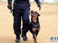  陕西咸阳：警犬训练保平安