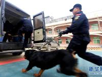  陕西咸阳：警犬训练保平安