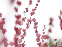 【醉美邵阳】红梅花开俏春色