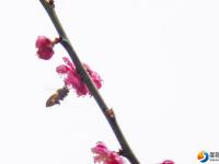 【醉美邵阳】红梅花开俏春色