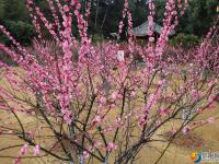 【醉美邵阳】红梅花开俏春色