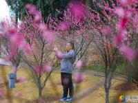 【醉美邵阳】红梅花开俏春色