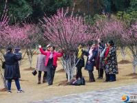 【醉美邵阳】红梅花开俏春色
