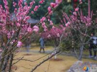 【醉美邵阳】红梅花开俏春色