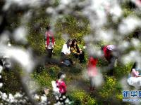  广西融安：鲜花盛开引客来