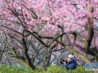  江苏南京：梅花绽放引客来