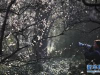  江苏南京：梅花绽放引客来