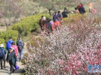  江苏南京：梅花绽放引客来