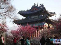  江苏南京：梅花绽放引客来