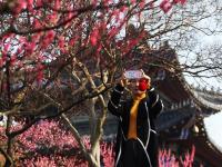  江苏南京：梅花绽放引客来