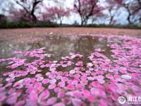  杭州：雨后梅花落满地