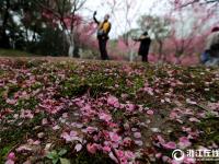  杭州：雨后梅花落满地