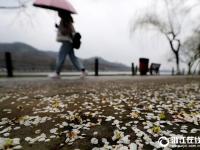  杭州：雨后梅花落满地