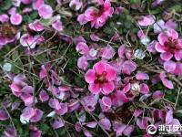  杭州：雨后梅花落满地