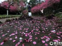  杭州：雨后梅花落满地