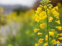 油菜花迎春开放