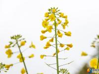 油菜花迎春开放