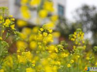 油菜花迎春开放