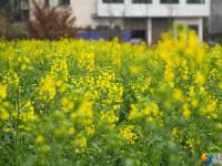 油菜花迎春开放