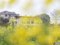 油菜花迎春开放