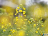 油菜花迎春开放