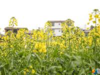油菜花迎春开放