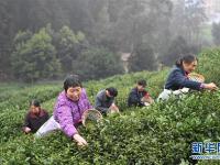  春茶采摘正当时