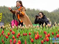  江西南昌：郁金香花海引客来