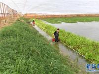  特色种养助脱贫