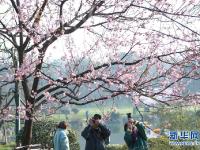  武汉东湖樱花节开幕