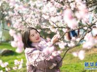  武汉东湖樱花节开幕