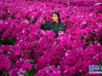  西安长安：花意浓 产业旺